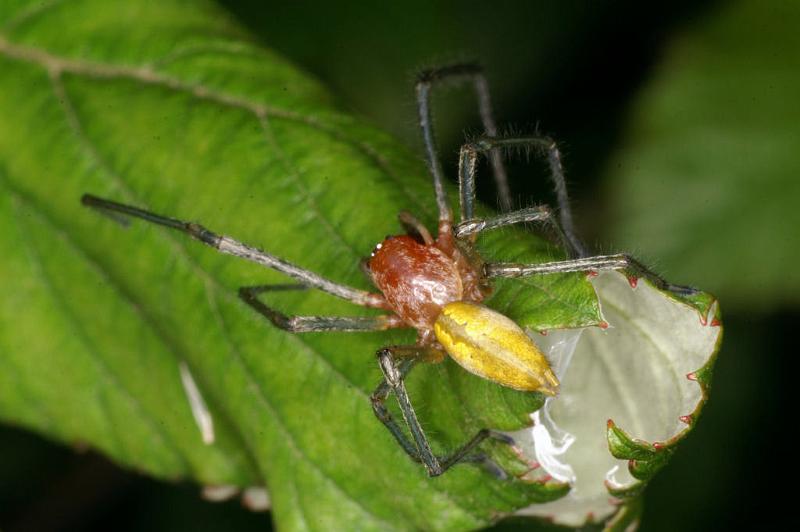 Cheiracanthium_erraticum_D5002_Z_90_Les Gris_Frankrijk.jpg